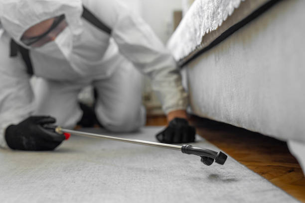 Professional Bed Bug Control technician working in Bethlehem Village, CT
